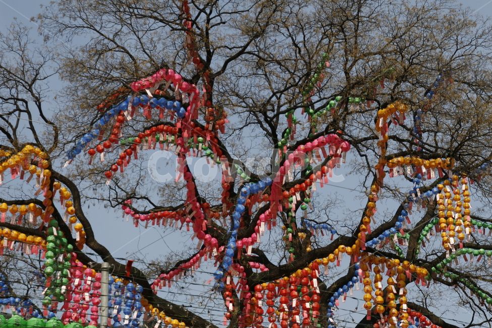 부처님오신날,연등,불교,사찰,석가탄신일,한국전통,한국문화,korean traditional,korean culture,식물,자연,plants,nature,나무,trees,wood,종교,신앙,religion,belief,faith,축제,행사,festival,carnival,event,기념일,축하,anniversary,congratulation,celebrate,celebration