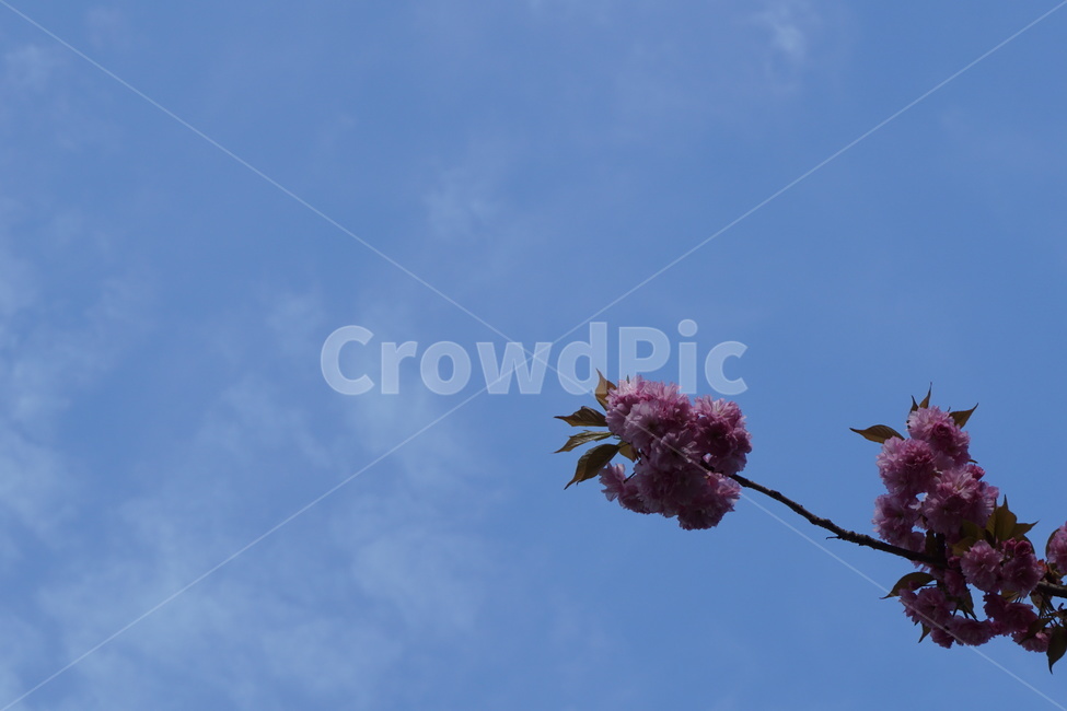 봄,벛꽃,하늘,파란색,분홍색,꽃잎,4월,봄,계절,spring,season,식물,자연,plants,nature,꽃,flower,plant,blossom