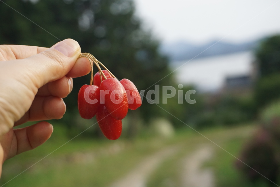 열매,과일,과일열매,느낌,느낌사진,감성사진,과일사진,손,수확,이쁜사진,보리수,보리수사진,보리수열매,식물,자연,plants,nature,과일,열매,fruit