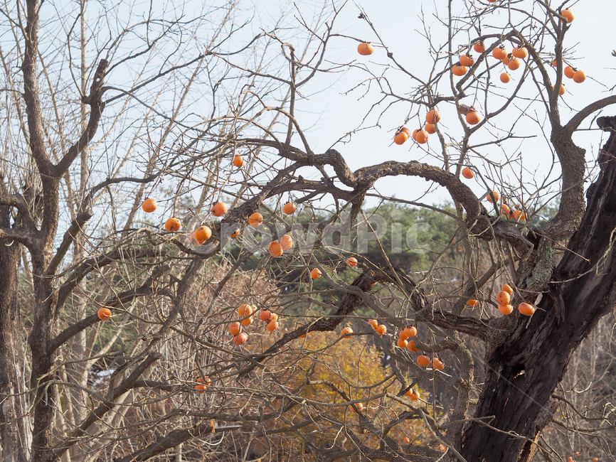 감나무,나무,식물,과일,plant,fruit,food,음식,감,persimmon,과일,열매,fruit