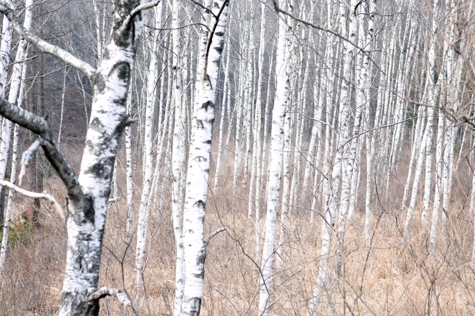 눈,풍경,겨울,눈꽃,상고대,바람,서리,추위,산,나무,자작나무,겨울,계절,winter,season,식물,자연,plants,nature,나무,trees,wood