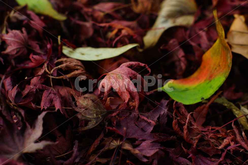 떨어진,낙엽,단풍,잎사귀,나뭇잎,자연,leaf,maple