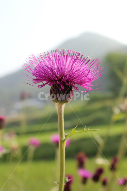 closeup,colorful,flower,garden,green,macro,natural,nature,pink,plant,purple,singleflower,spined japanese thistle,thistle,violet,엉겅퀴,클로즈업,꽃,생화,식물,그린,녹색,정원,공원,핑크,분홍색,퍼플,보라색,꽃송이,한송이,자연,자주색,식물,자연,plants,nature,꽃,flower