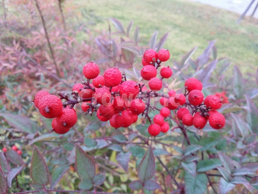 plant,식물,열매,빨간열매,나무,자연,식물,자연,plants,nature