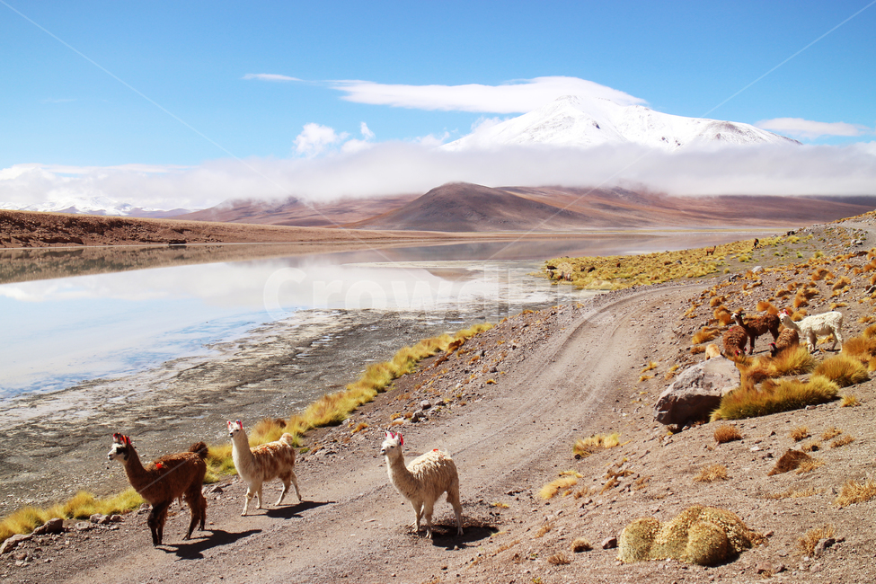 bolivia,unreal,surreal,uyuni,sky,reflection,reflect,lake,animal,동물,bicuna,비쿠냐,sketchy,landscape,background,야마,lama,southamerica,남미,볼리비아,투피사,tupiza,우유니,자연,풍경,nature,landscape,해외,외국,세계,foreign,oversea,world,세계자연풍경,해외자연풍경,외국자연풍경,world nature landscape
