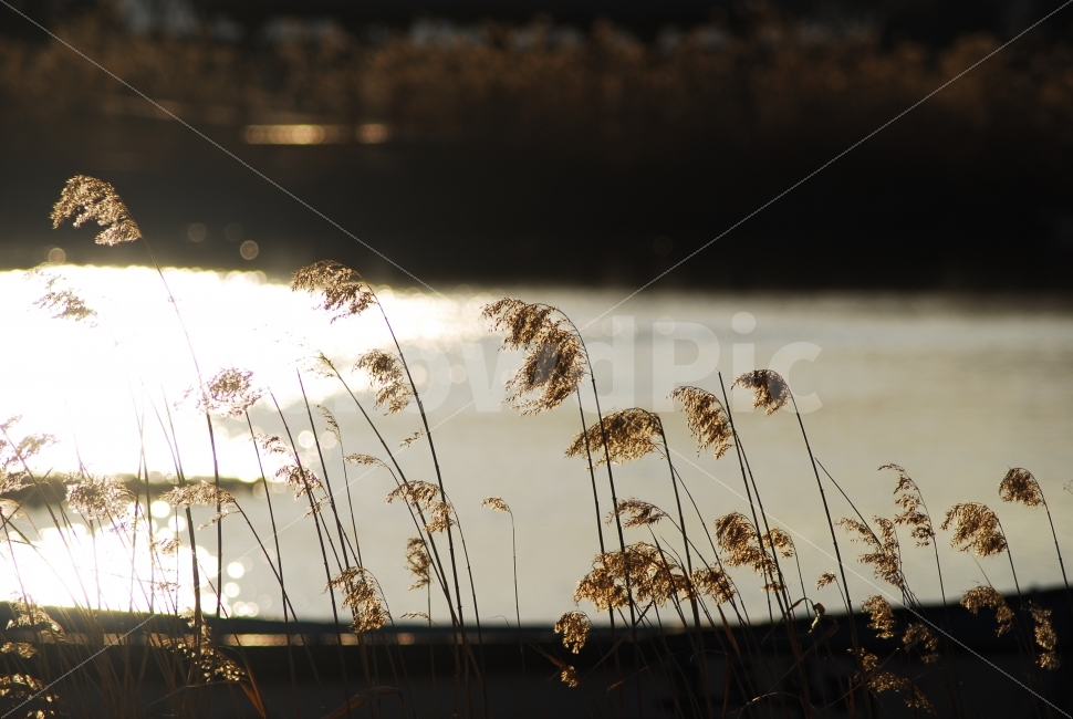 갈대,가을,석양,가을풍경,식물,겨울,가을,계절,fall,autumn,season,식물,자연,plants,nature,감성,sensible,feeling,휴식,힐링,rest,relaxation,healing,grass,잔디,plant,lawn,reed