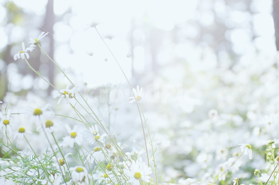september,가을,구절초,꽃,들꽃,식물,자연,plants,nature,꽃,flower,감성,sensible,feeling