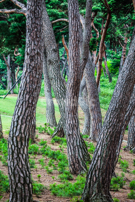 소나무,숲,pine,tree,wood,자연,풍경,nature,landscape,식물,plants,나무,trees,wood,tree trunk,나무 줄기,plant