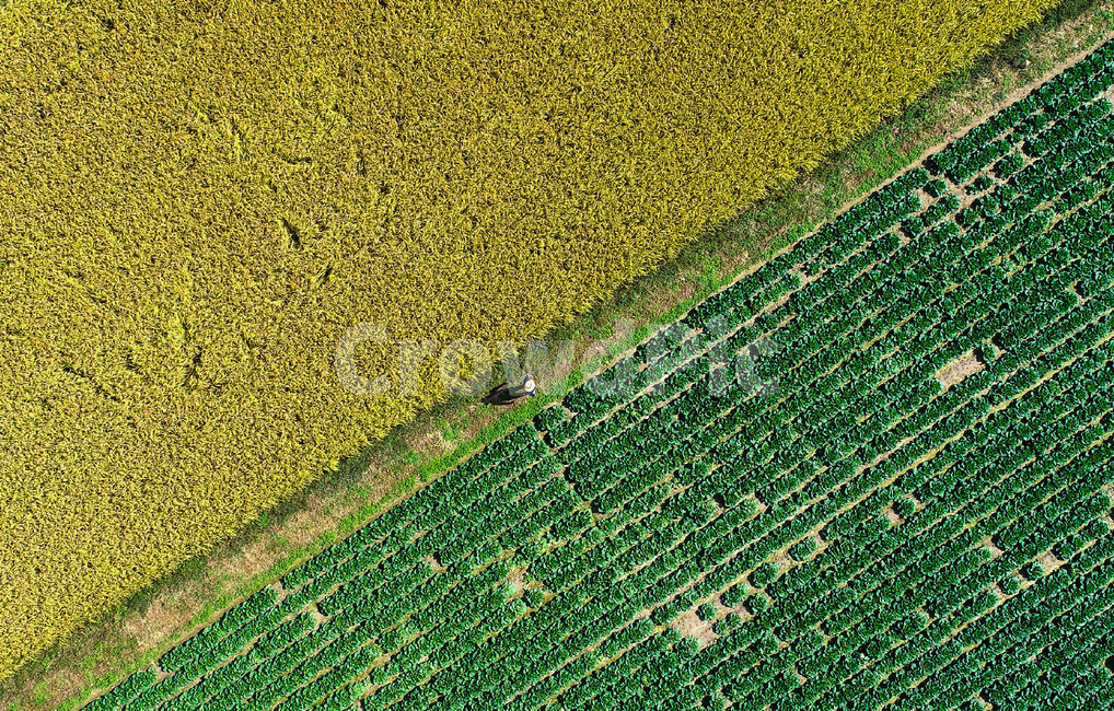 배추,논,가을,수확,드론사진,컬러,color,계절,색,대비,산업,industry,industrial,농업,농사,agriculture,farming,farming industry