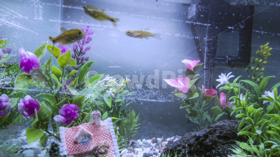 어항,물고기,수중,fishbowl,어항꾸미기,조화,구피,조명,fish,lighting,artificialflower,flower,houseinwater,water