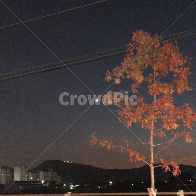 가을,단풍,나무,하늘,밤,달,초승달,fall,maple,autumn,moon,야경,밤,풍경,nightscape,night,landscape,tree,plant,식물