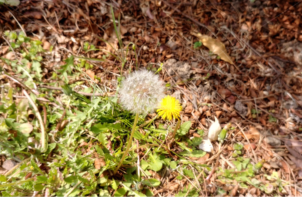 민들레,dandelion,식물,봄,꽃,홀씨