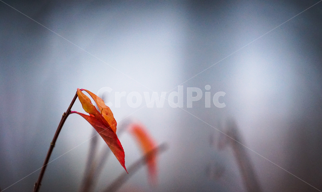 12월,초겨울,겨울,단풍,감성,식물,자연,가을,계절,fall,autumn,season,식물,자연,plants,nature,plant,leaf,잎