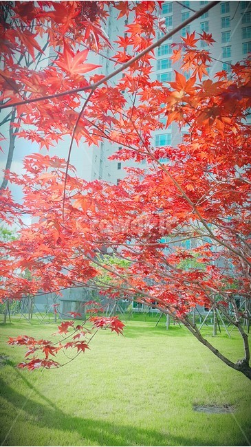 봄,산책,잎,바람,아파트,가을,계절,fall,autumn,season,식물,자연,plants,nature,나무,trees,wood,leaf,plant,tree,maple,단풍