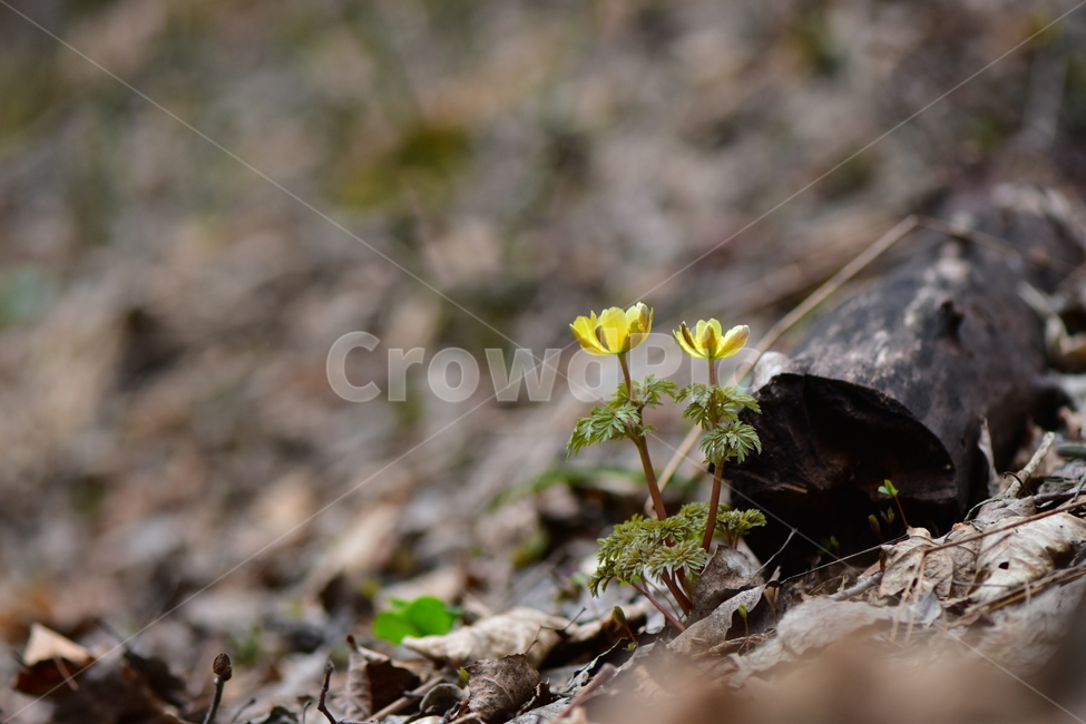 복수초,애기복수초,야생화,봄,꽃,풀꽃,자연,식물,식생,plants,nature,spring,season,flower