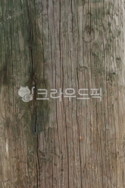 tree pattern,hardwood,old wood,texture,retro,tree,old material,vintage,tree background,wood,tree design,group