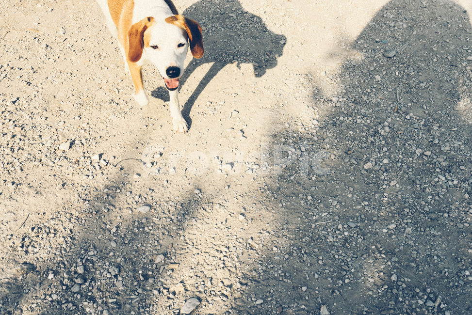 강아지,개,필름느낌,필름,점박이,동물,animal,포유류,mammal,개,강아지,dog,doggy
