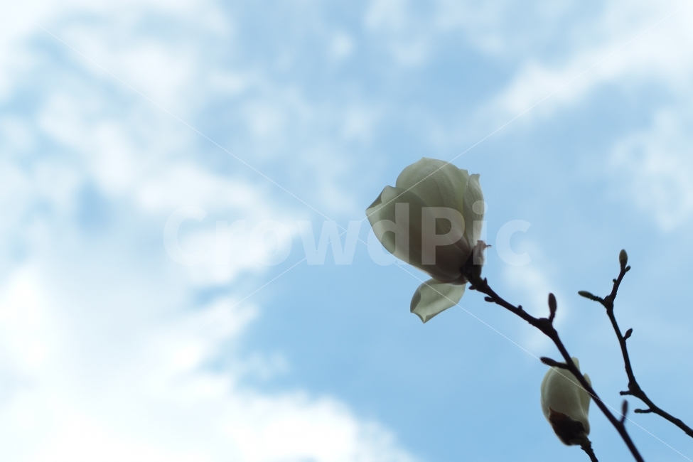 봄,목련,하늘,푸른,맑은,순수한,꽃,풍경,식물,식물,자연,plants,nature,꽃,flower