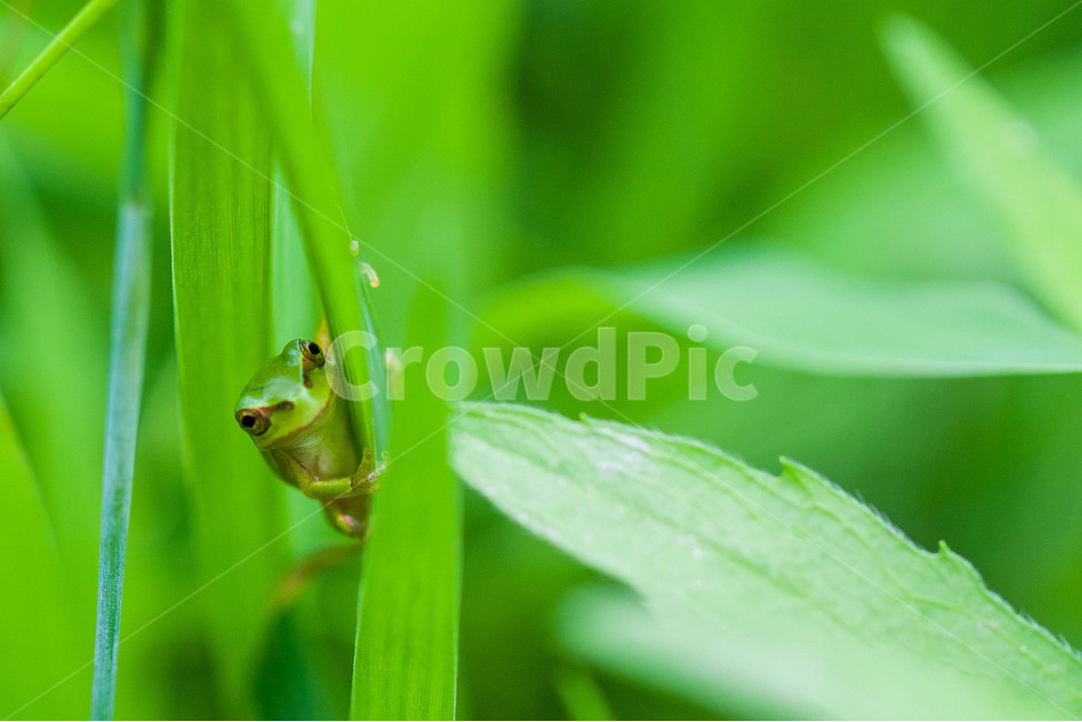 개구리,청개구리,양서류,여름,frog,동물