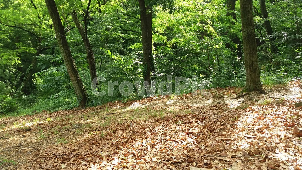 숲,햇살,휴식,여유,안정,평화