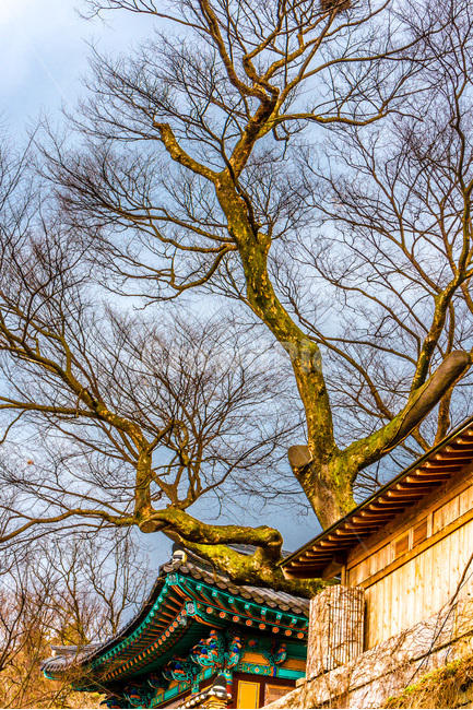 단청,기와,느티나무,사찰,문양,한국전통,한국문화,korean traditional,korean culture,식물,자연,plants,nature,나무,trees,wood,종교,신앙,religion,belief,faith,건축물,건물외관,exterior,building,structure,architecture,construction