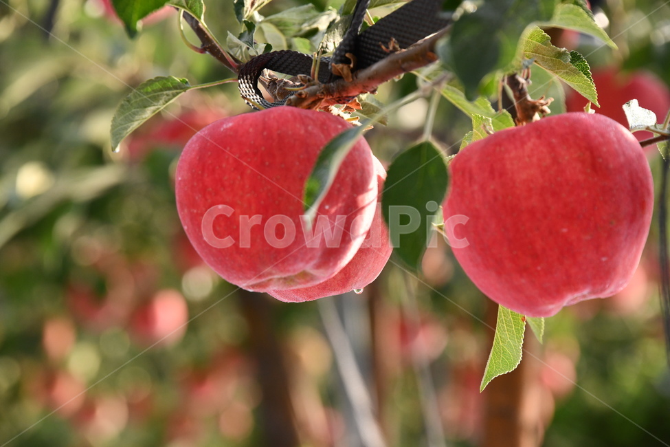 사과,과수원,과일,apple,plant,food,식품,fruit,식물,과일,열매,fruit