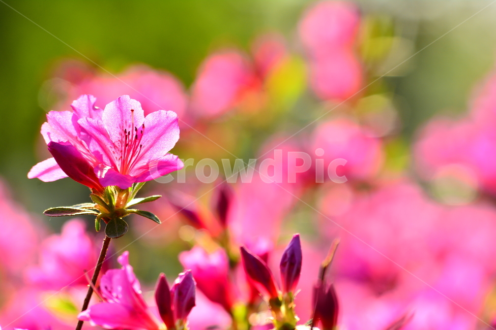 봄,봄꽃,철쭉꽃,감성,분홍색꽃,봄이미지,아름다운,꽃,꽃소식,flowers,beautiful,화려한,화사한,정원,가든,앞마당,plants,spring,pretty,예쁜,garden,feeling,emotion,sensible,분홍색,핑크색,우아한,뷰티풀,pink,보케,마크로,클로즈업,macro,봄,계절,spring,season,식물,자연,plants,nature,꽃,flower,감성,sensible,feeling,blossom,geranium,제라늄,plant