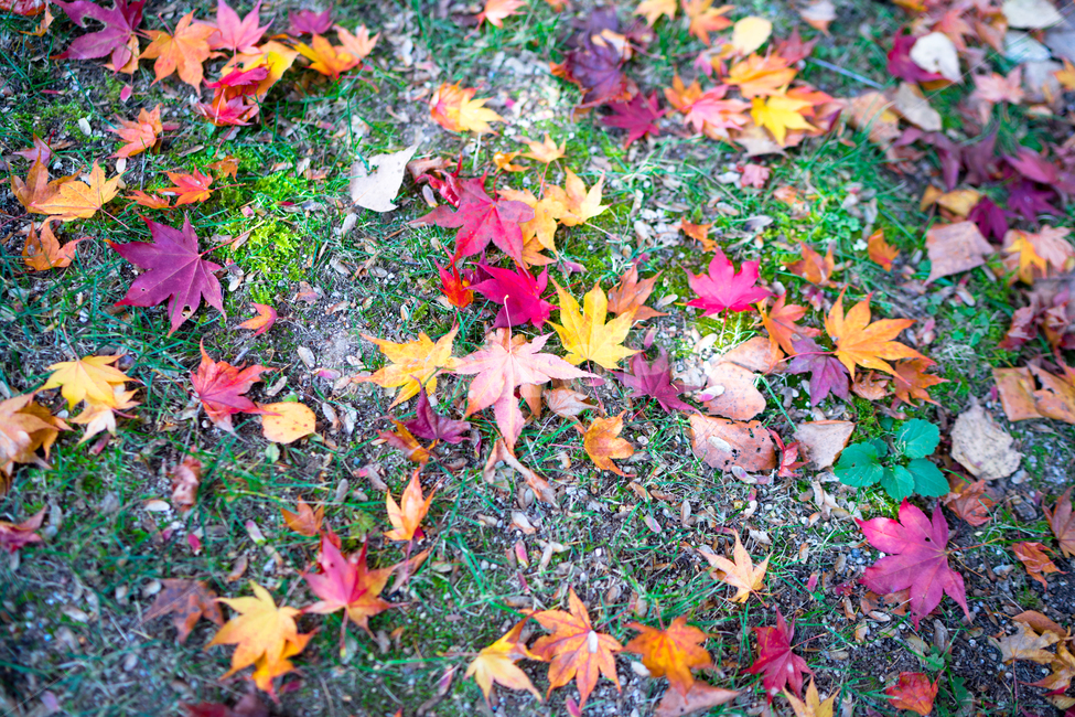 가을,풍경,단풍,낙엽,plant,식물,leaf,잎,tree,나무,가을,계절,fall,autumn,season,식물,자연,plants,nature