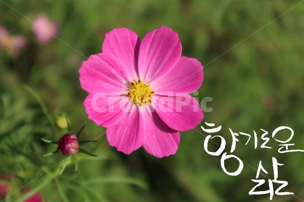 꽃,코스모스,캘리그라피,삶,꽃잎,flower,식물