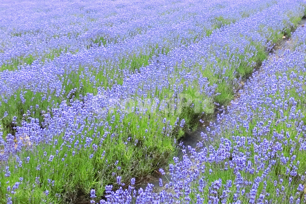 라벤더,라벤더밭,고성라벤더축제,lavender,보라색꽃