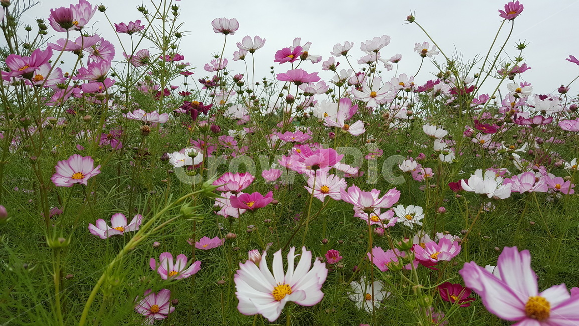 가을꽃,가을,코스모스,꽃축제,꽃,식물,자연,plants,nature,꽃,flower