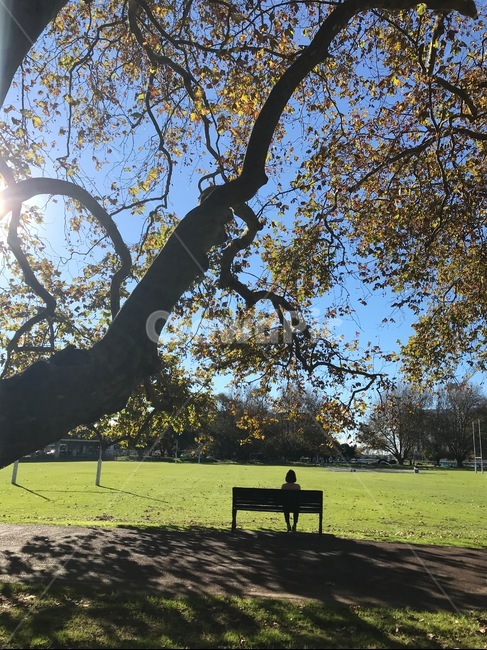 공원,사람,뒷모습,감성,사람뒷모습,plant,treetrunk,furniture,bench,그림자,나무,자연,풍경,nature,landscape,벤치,tree,tree trunk,나무 줄기,식물
