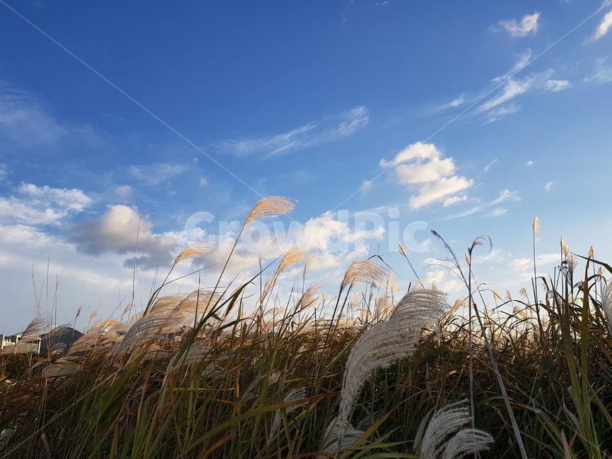갈대,자연,nature,하늘,구름,풀밭,grass,잔디,plant,식물,lawn,reed,식물,자연,plants,nature