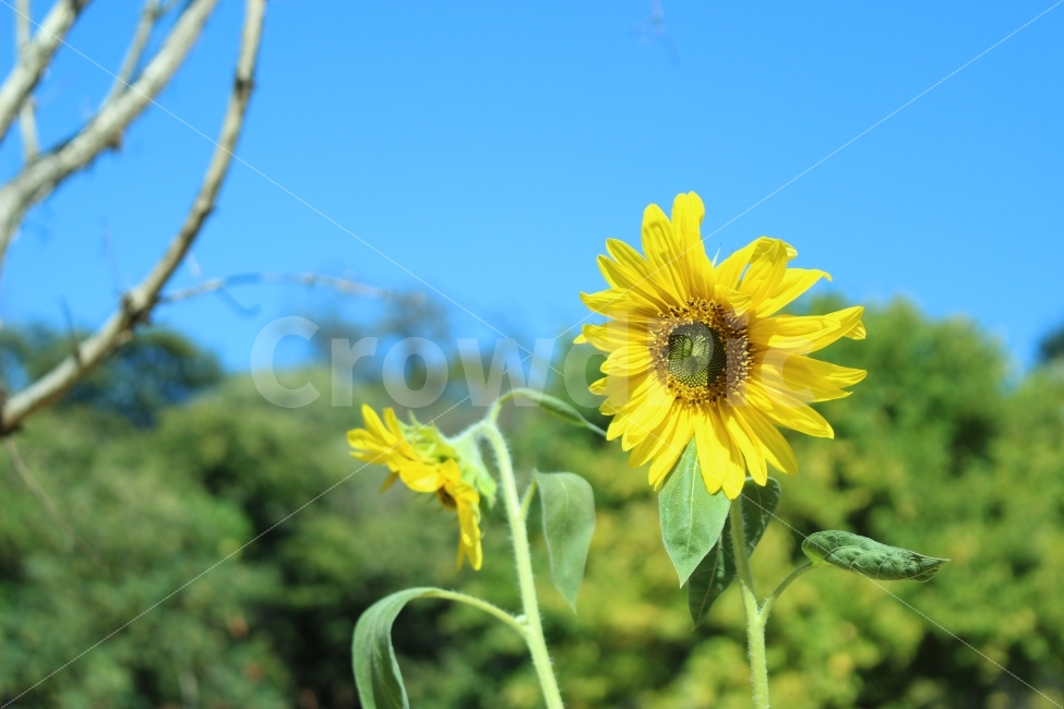 항동철길,푸른수목원,공원,자연,출사,풍경,가을,해바라기,꽃,여름,계절,summer,season,식물,자연,plants,nature,꽃,flower,plant,blossom