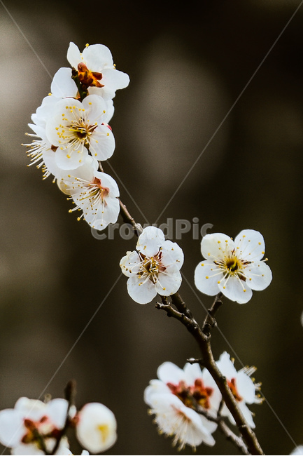 봄,꽃,매화,청매화,산책,축제,봄,계절,spring,season,식물,자연,plants,nature,꽃,flower,plant