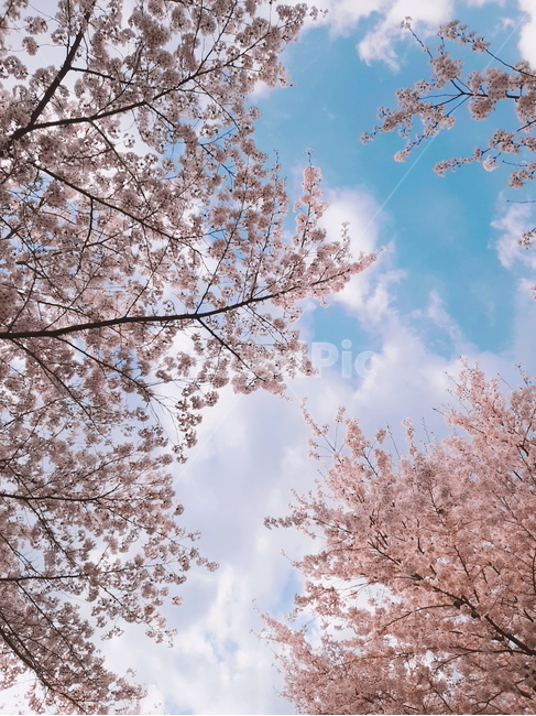 봄,spring,벚꽃,핑크,pink,계절,season,꽃,분홍,하늘,봄,계절,spring,season,자연,풍경,nature,landscape,plant,식물,flower,cherry blossom,blossom
