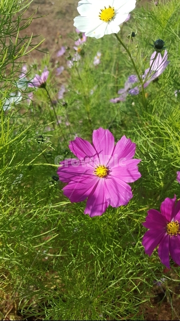 가을,코스모스,꽃,가을꽃,핑크색,가을,계절,fall,autumn,season,식물,자연,plants,nature,꽃,flower,blossom,geranium,제라늄,plant,petal,꽃잎
