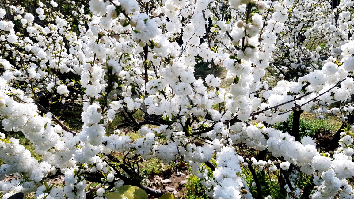꽃,옥매,옥매화,흰매화,매화,흰꽃,봄,계절,spring,season,식물,자연,plants,nature,꽃,flower,plant,blossom