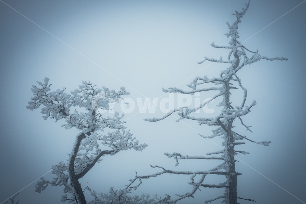 덕유산,겨울,설산,나무,눈,향적봉,무주,눈꽃,겨울산,폭설,정상,겨울,계절,winter,season,식물,자연,plants,nature,나무,trees,wood