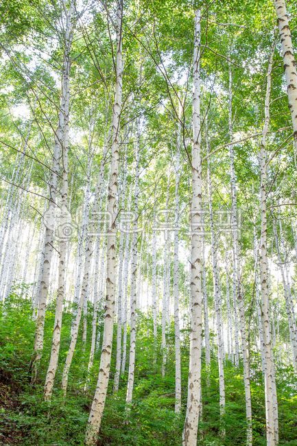 birch tree,forest,Inje,green,nature,forest of trees,woods,Deputy Won,tree,birchttree,summer,Gangwondo,outdoor,mountain,birch forest,record,plant,sight