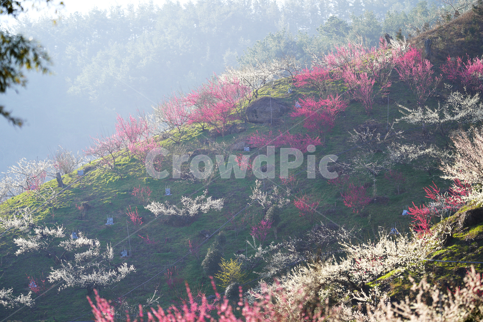 광양,매화,봄,꽃,식물,flower,봄,계절,spring,season