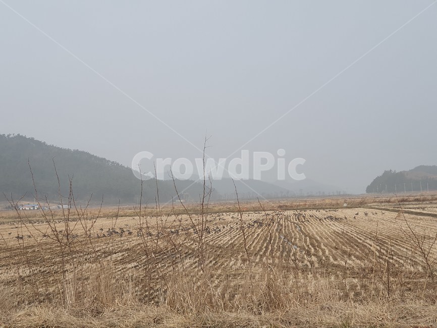 nature,자연,오리,새,논,추수후