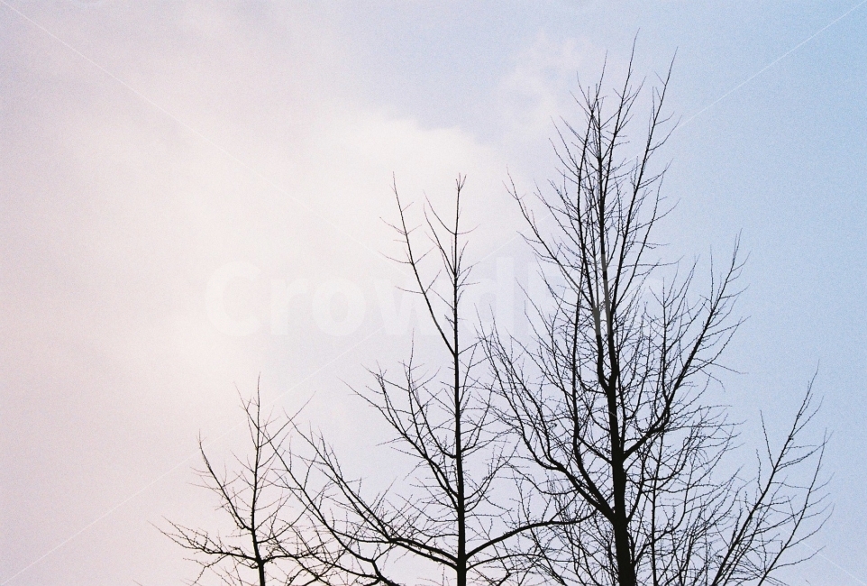 나무,풍경,하늘,필름카메라,필름사진,고려대학교,자연,풍경,nature,landscape,겨울,계절,winter,season