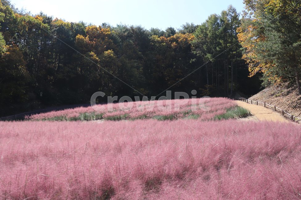 숲,산책,핑크뮬리,공원,핑크뮬리공원,자연,풍경,nature,landscape,plant,식물