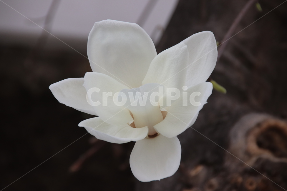 목련,목련꽃,꽃,꽃나무,자연,봄,계절,spring,season,식물,자연,plants,nature,꽃,flower,plant,blossom,rose,장미,petal,꽃잎