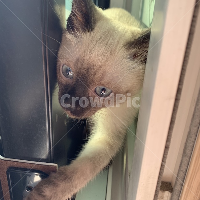 동물,고양이,반려묘,귀여워,샴