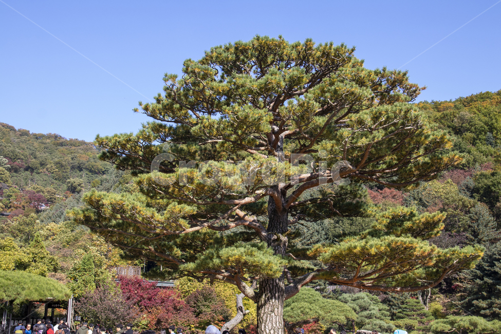 소나무,가을,나무,하늘,숲,식물,자연,plants,nature,나무,trees,wood