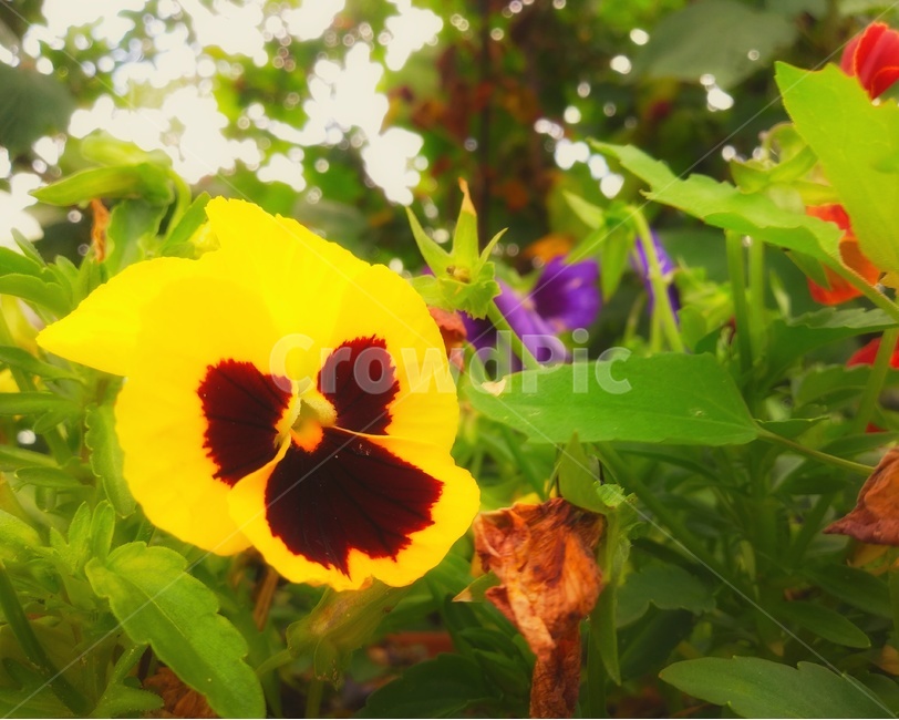 plant,식물,꽃,flower,팬지,노랑,pansy,여름,식물,자연,plants,nature,꽃,flower