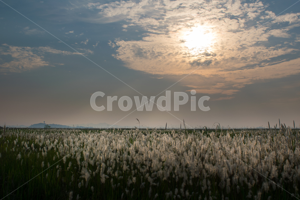 가을,갈대,감성,풍경,자연,노을,분위기,섬,수섬,빛번짐,빛,natural,landscape,blur,태양,sun,sunrise,경치,자연,풍경,nature,landscape,grass,잔디,plant,식물