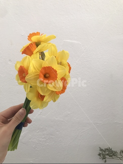 꽃,봄,예쁜꽃,귀여운꽃,flower,수선화